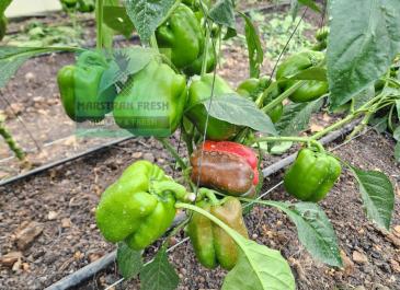 capsicum farm