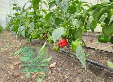 capsicum farm