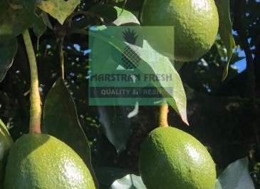 Marstran fuerte avocado