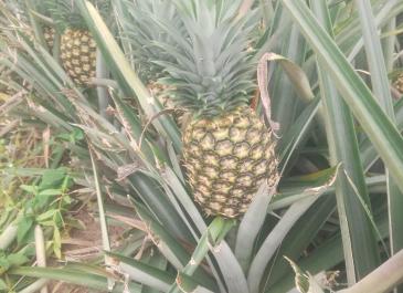 pineapple farm